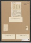 Eunotia undosa Ehr. (de-Toni-Nr.: Genus 104, Species 3192) Zeichnungen Sammlung Grunow Nr. 6554 (NHMW-BOT-W0375283)